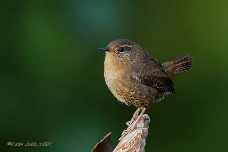Pacific Wren