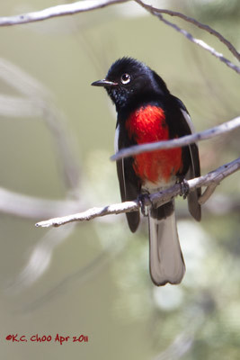 Painted Redstart