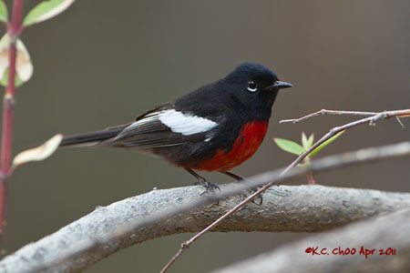 Painted Redstart