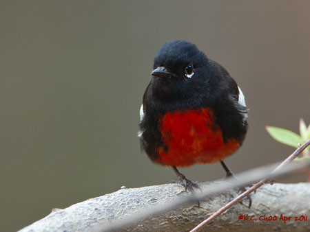 Painted Redstart