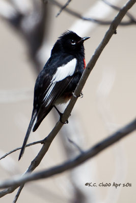 Painted Redstart