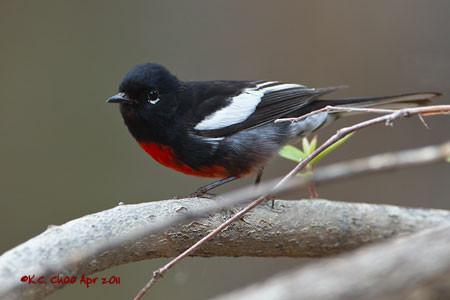 Painted Redstart