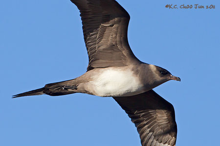 Parasitic Jaeger