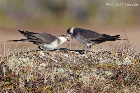 Parasitic Jaeger