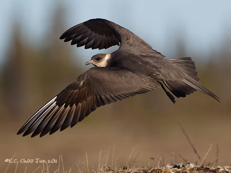 Parasitic Jaeger