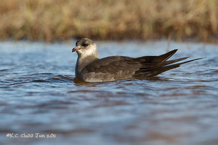 Parasitic Jaeger