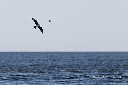 Parasitic Jaeger