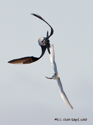 Parasitic Jaeger