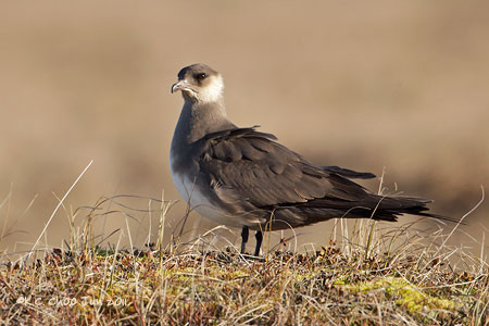 Parasitic Jaeger