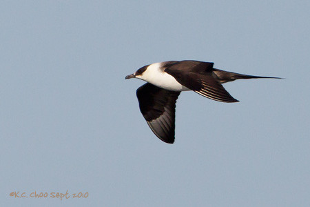 Parasitic Jaeger