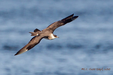 Parasitic Jaeger