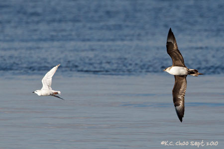 Parasitic Jaeger