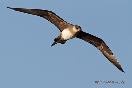 Parasitic Jaeger