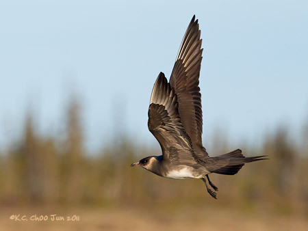 Parasitic Jaeger