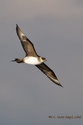 Parasitic Jaeger