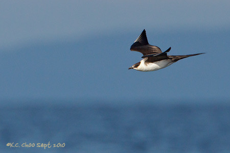 Parasitic Jaeger