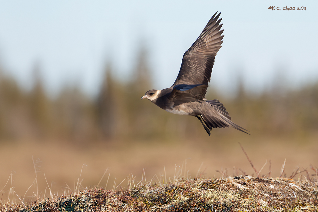 Parasitic Jaeger