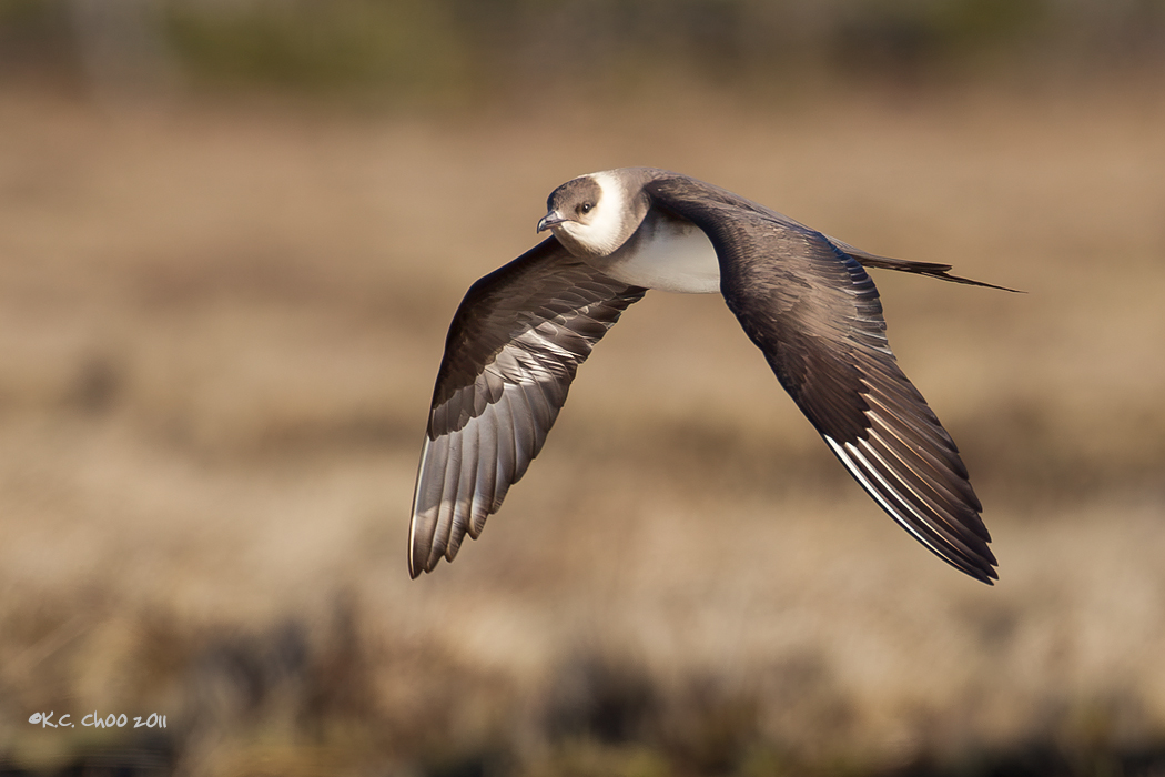Parasitic Jaeger