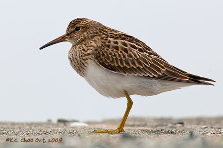 Pectoral Sandpiper