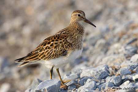 Pectoral Sandpiper