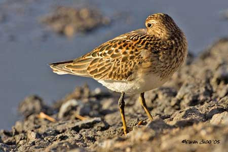 Pectoral Sandpiper