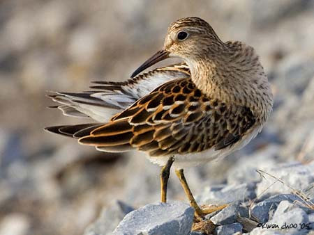 Pectoral Sandpiper