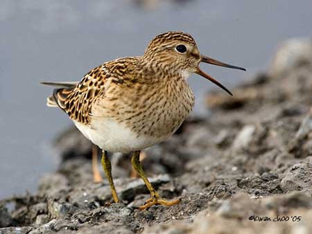 Pectoral Sandpiper