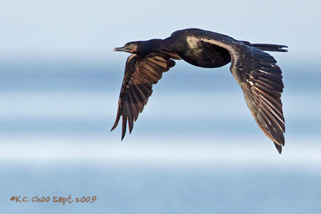 Pelagic Cormorant