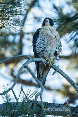 Peregrine Falcon