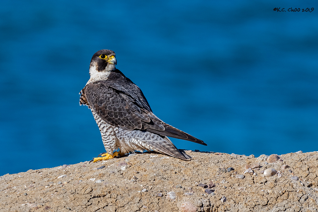 Peregrine Falcon
