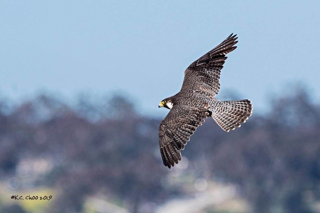 Peregrine Falcon