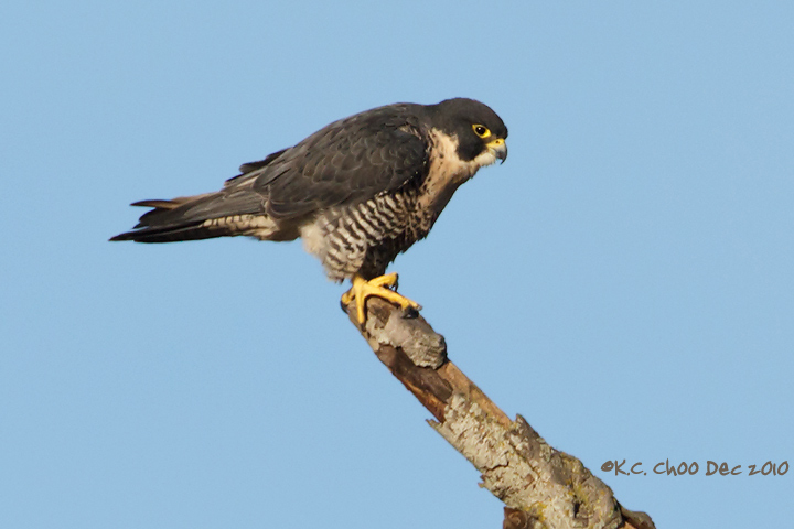 Peregrine Falcon