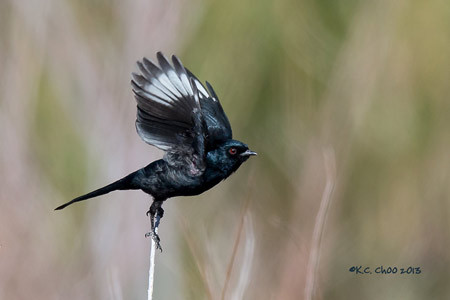 Phainopepla