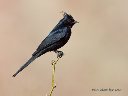 Phainopepla