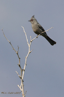 Phainopepla