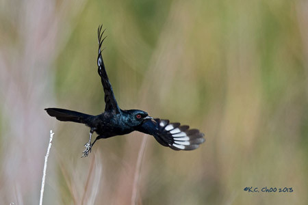 Phainopepla