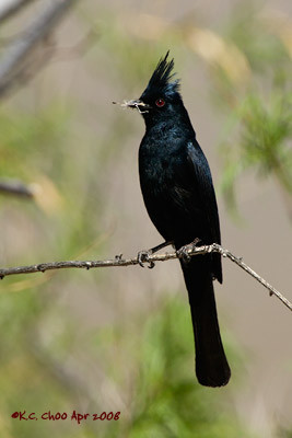 Phainopepla