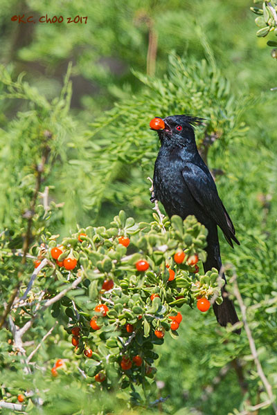 Phainopepla