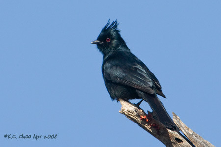 Phainopepla