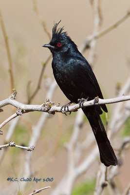 Phainopepla