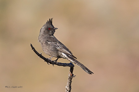 Phainopepla