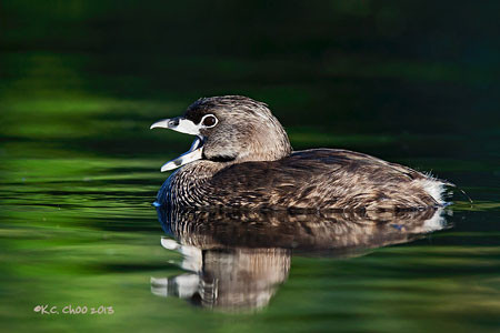 Pied-billed Grebe