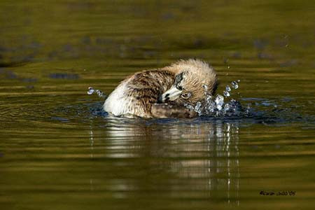 Pied-billed Grebe
