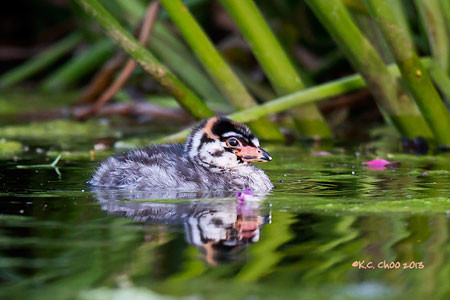 Pied-billed Grebe