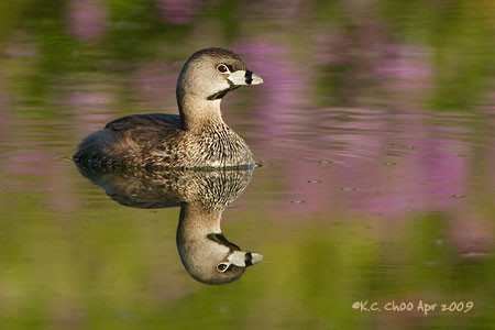 Pied-billed Grebe
