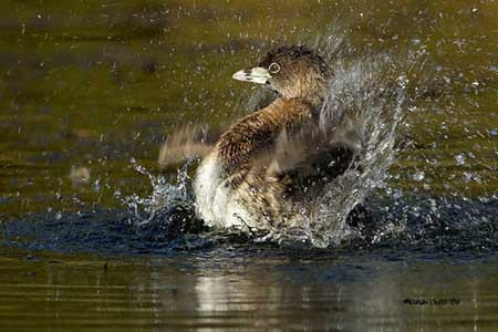 Pied-billed Grebe