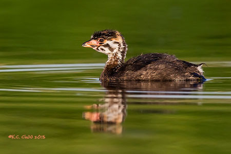 Pied-billed Grebe