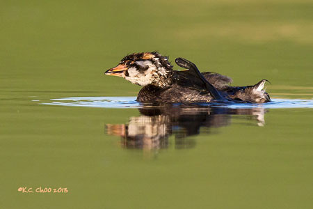 Pied-billed Grebe