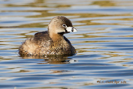Pied-billed Grebe
