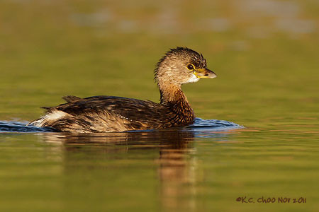 Pied-billed Grebe